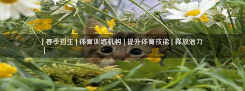 尊龙凯时人生就是搏z6com：| 春季招生 | 体育